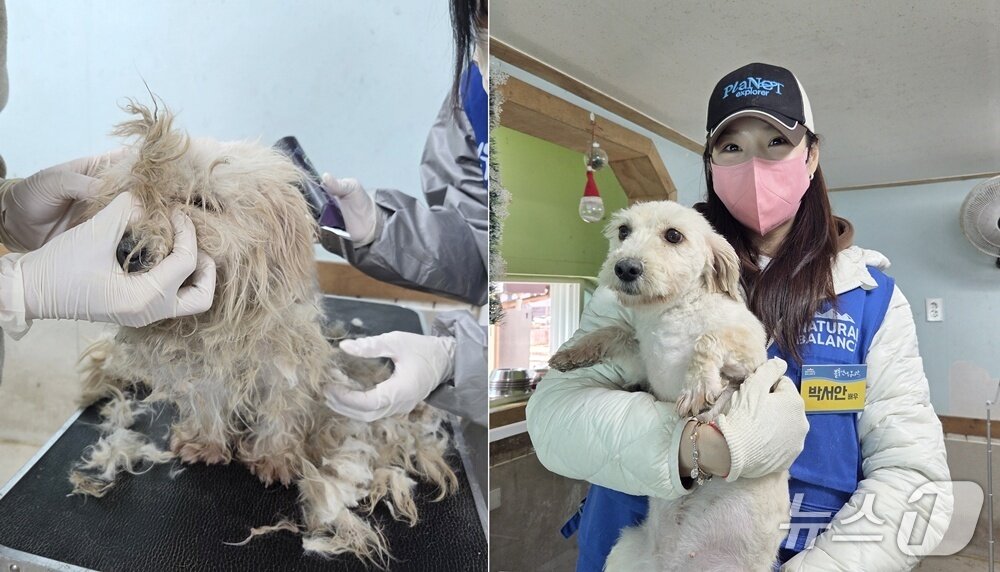 본문 이미지 - 털이 심하게 엉켜있다 미용 봉사로 말끔해진 보호견이 배우 박서안 품에 안겨있다. ⓒ 뉴스1 한송아 기자