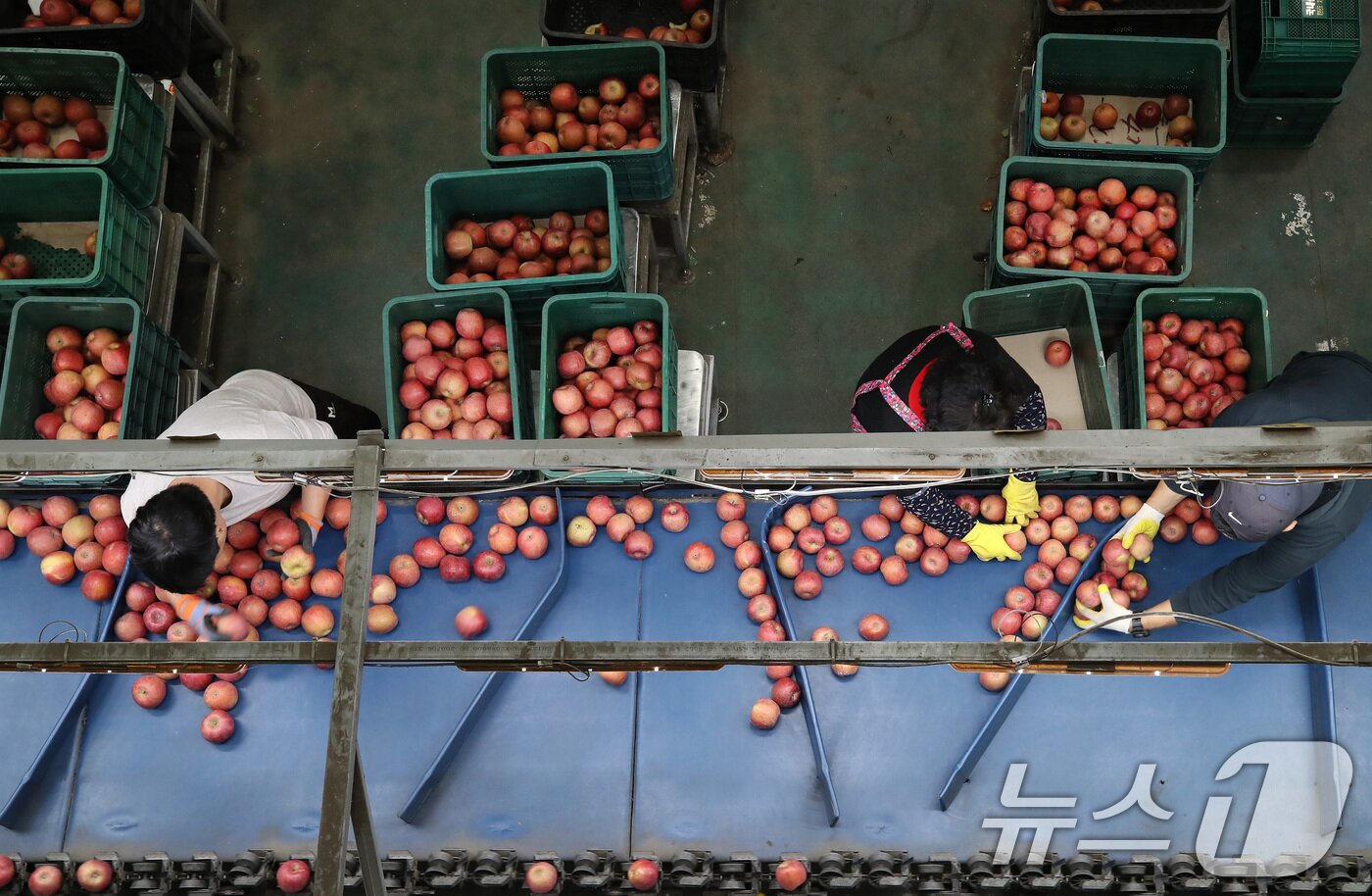 본문 이미지 - 3일 오후 경북 안동시 풍산읍 농산물도매시장에 만생종 사과 출하가 시작되자 경매에 나온 부사 등 가을사과 선별작업이 한창이다. 2025.11.3/뉴스1 ⓒ News1 공정식 기자