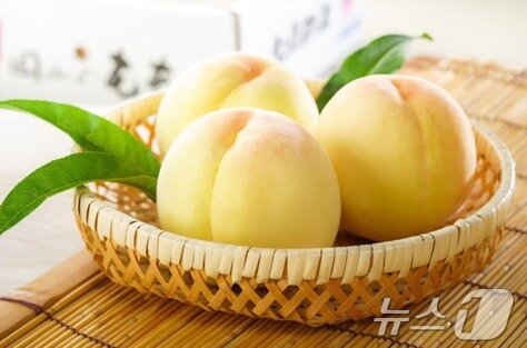 본문 이미지 - 150년 이상의 재배 역사를 가진 백도(오카야마현 제공) 