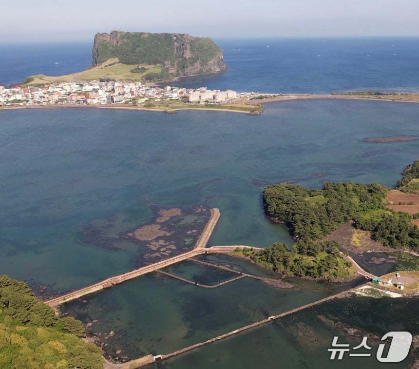본문 이미지 - 제주도 서귀포 성산읍 오조리 인근 바닷가에 황근이 자생하고 있다. ⓒ 뉴스1 황덕현 기자