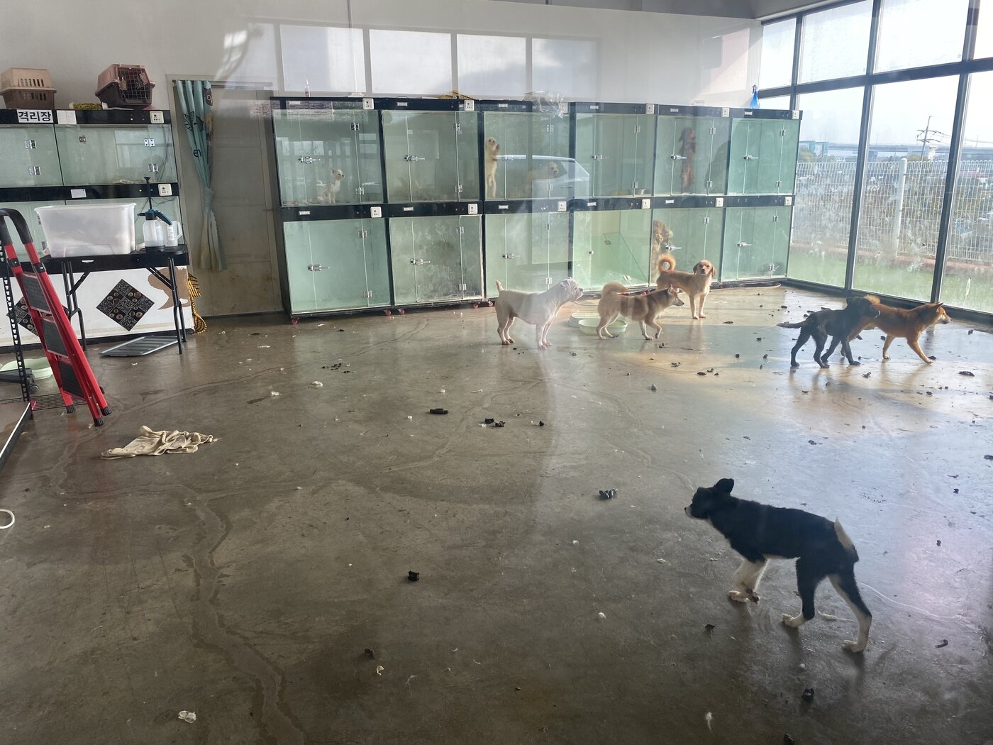본문 이미지 - 인천 계양구에 민간동물보호시설로 신고된 신종펫숍 추정 업체. 동물들이 방치된 모습(동물자유연대 제공). ⓒ 뉴스1