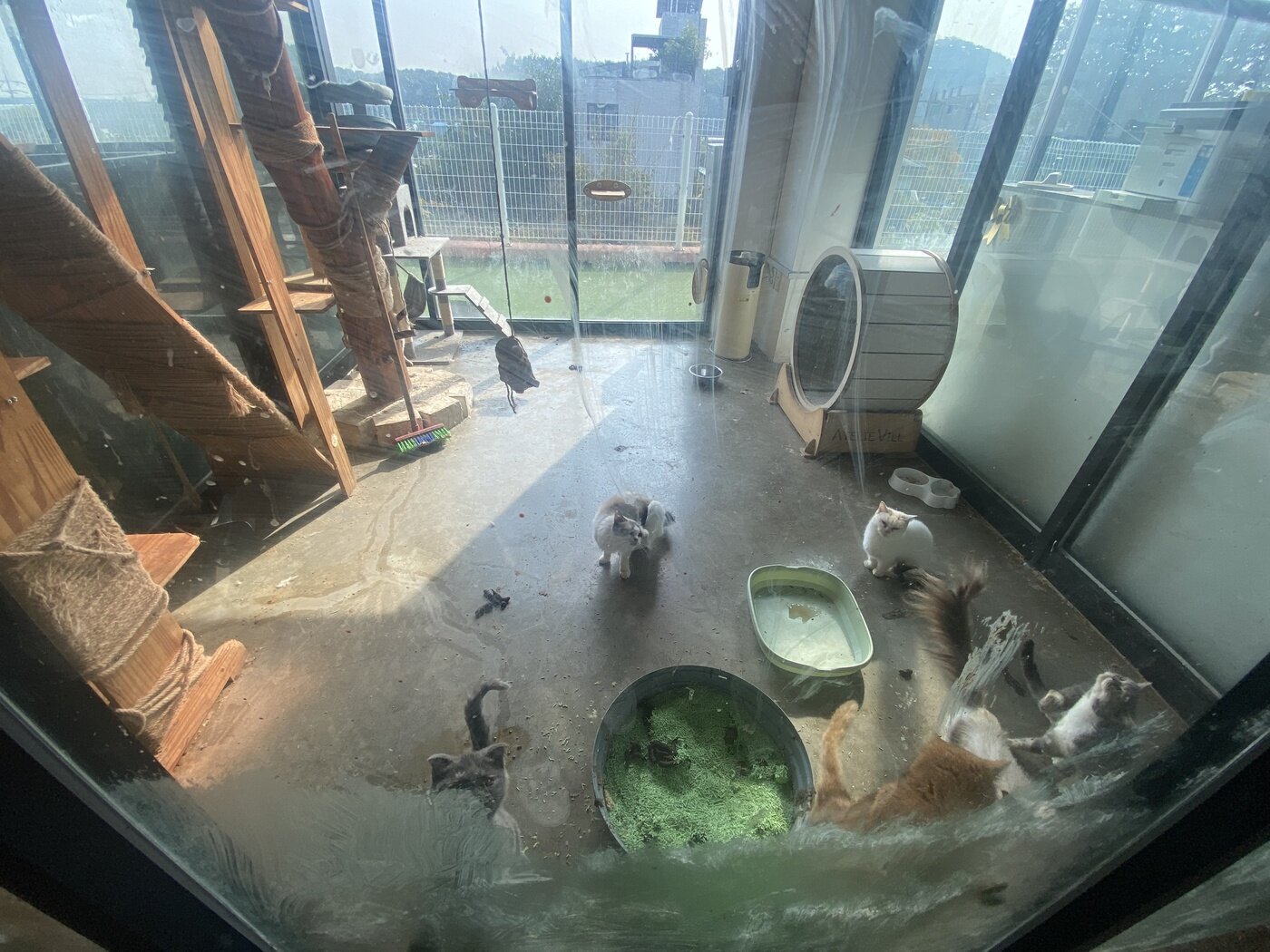 본문 이미지 - 인천 계양구에 민간동물보호시설로 신고된 신종펫숍 추정 업체. 동물들이 방치된 모습(동물자유연대 제공). ⓒ 뉴스1