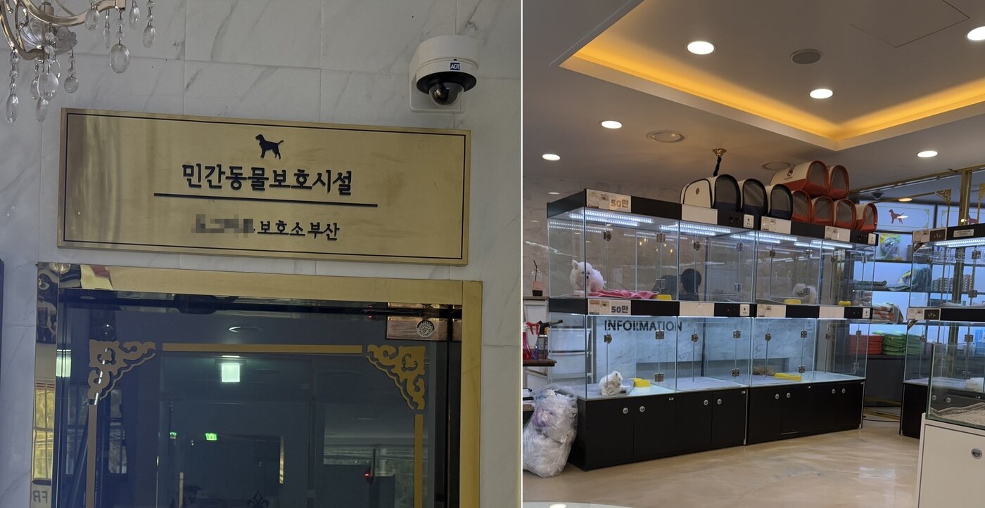 본문 이미지 - 부산시 북구에 민간동물보호시설로 신고된 신종펫숍 추정 업체, 2층에는 보호소와 같은 이름의 펫숍이 위치해 있다(동물자유연대 제공). ⓒ 뉴스1