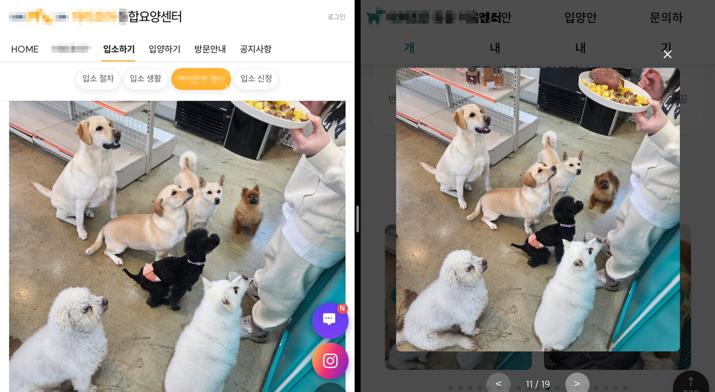 본문 이미지 - 신종펫숍과 동일한 홍보 이미지를 사용한 부산 북구 민간동물보호시설 신고 업체(동물자유연대 제공) ⓒ 뉴스1