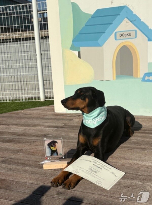 본문 이미지 - 건국대 동물병원 'KU 아임도그너 헌혈센터'는 응급헌혈견에서 감사선물을 전달했다(동물병원 제공). ⓒ 뉴스1