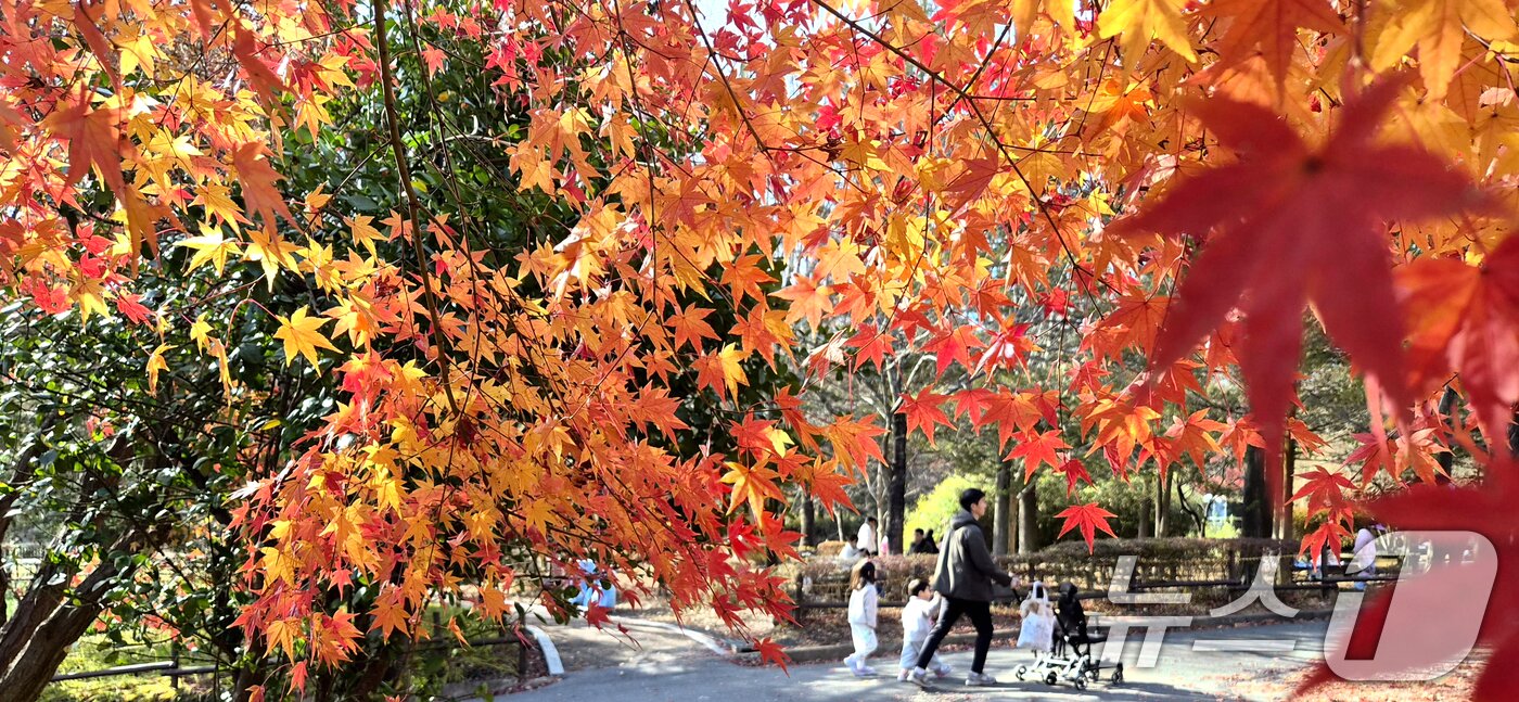 본문 이미지 - 온화한 가을 날씨를 보인 30일 전북 전주시 전주동물원을 찾은 시민들이 단풍길을 걷고 있다. 2025.11.30/뉴스1 ⓒ News1 유경석 기자