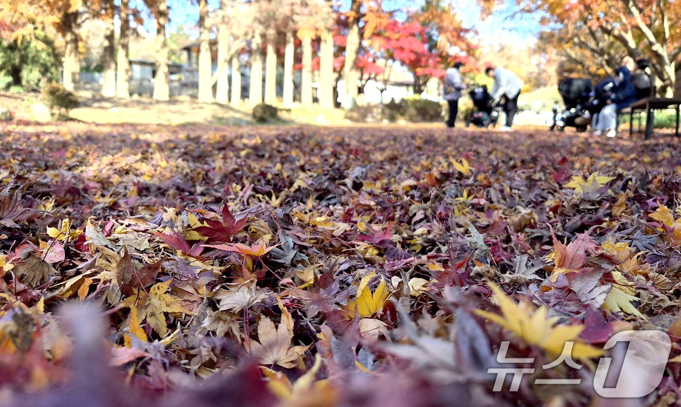 본문 이미지 - 온화한 가을 날씨를 보인 30일 전북 전주시 전주동물원을 찾은 시민들이 낙엽이 깔린 단풍길에서 늦가을 정취를 만끽하고 있다. 2025.11.30/뉴스1 ⓒ News1 유경석 기자