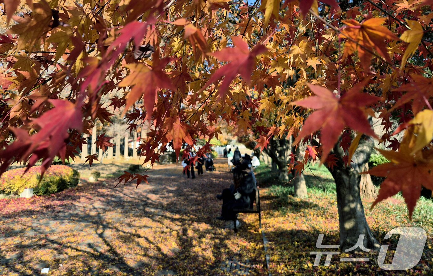 본문 이미지 - 온화한 가을 날씨를 보인 30일 전북 전주시 전주동물원을 찾은 시민들이 낙엽이 깔린 단풍길에서 늦가을 정취를 만끽하고 있다. 2025.11.30/뉴스1 ⓒ News1 유경석 기자