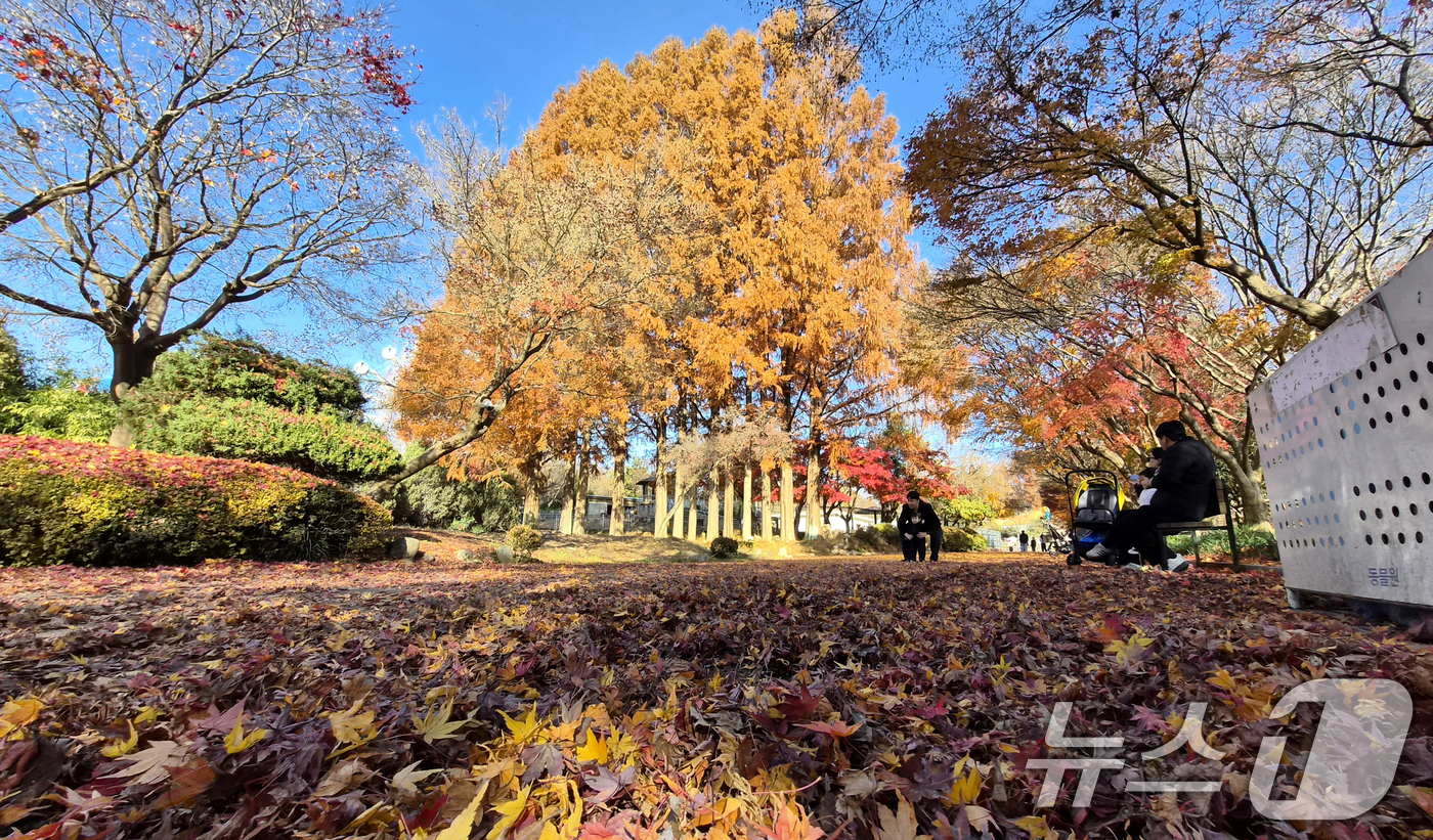 (전주=뉴스1) 유경석 기자 = 온화한 가을 날씨를 보인 30일 전북 전주시 전주동물원을 찾은 시민들이 낙엽이 깔린 단풍길에서 늦가을 정취를 만끽하고 있다. 2025.11.30/뉴 …