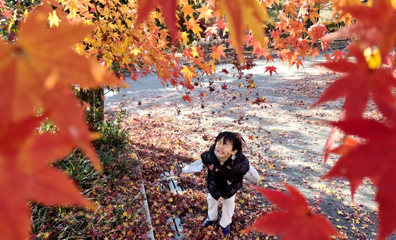 [뉴스1 PICK]포근한 11월의 마지막 날…내일부터 '초겨울' 날씨 찾아온다