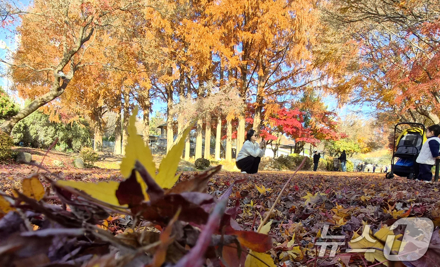 (전주=뉴스1) 유경석 기자 = 온화한 가을 날씨를 보인 30일 전북 전주시 전주동물원을 찾은 시민들이 낙엽이 깔린 단풍길에서 늦가을 정취를 만끽하고 있다. 2025.11.30/뉴 …