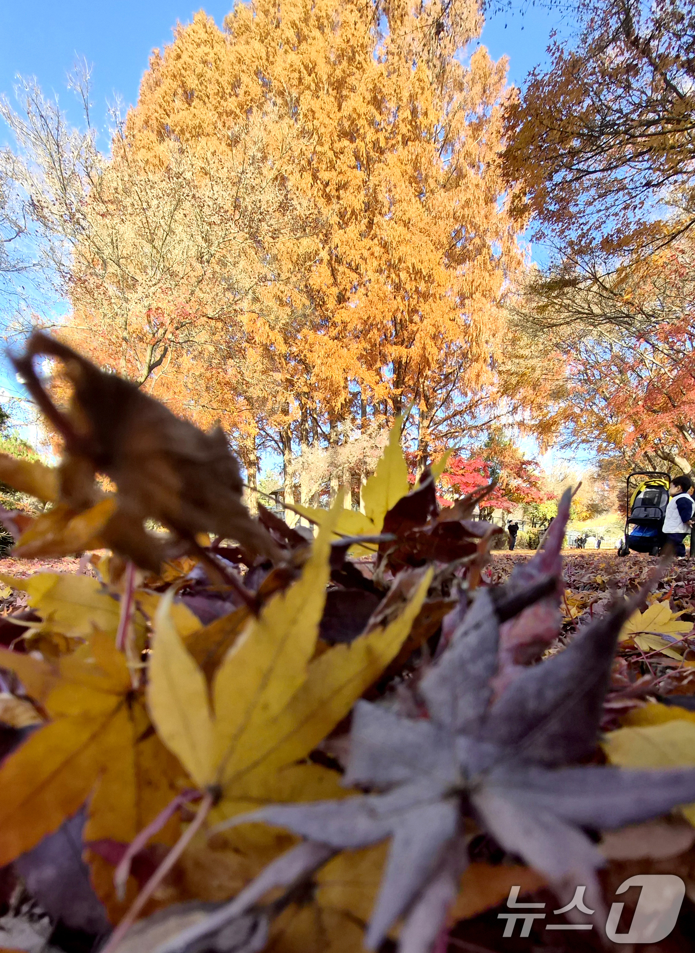 (전주=뉴스1) 유경석 기자 = 온화한 가을 날씨를 보인 30일 전북 전주시 전주동물원을 찾은 시민들이 낙엽이 깔린 단풍길에서 늦가을 정취를 만끽하고 있다. 2025.11.30/뉴 …