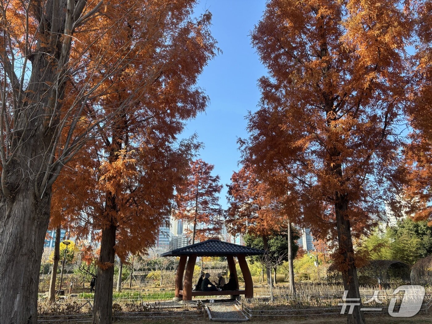 본문 이미지 - 30일 부산시민공원 남문 출입구 인근 메타세쿼이아길 일부 모습. 길 곳곳에 배치된 벤치와 정자에서 많은 시민들이 마지막 가을의 정취를 즐겼다. 2025.11.30 ⓒ 뉴스1 홍윤 기자