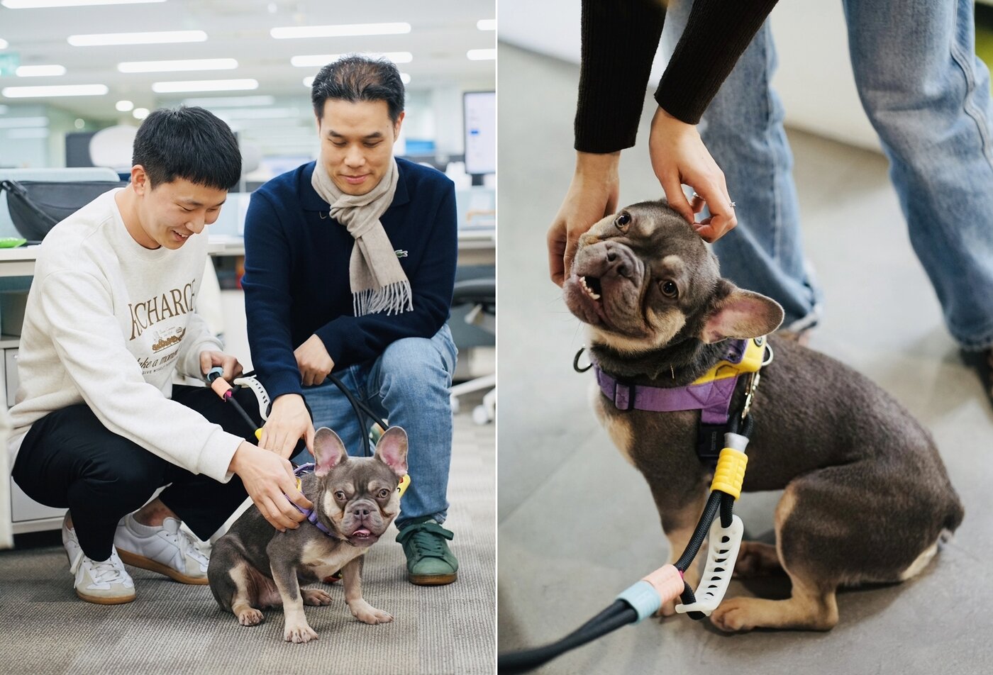 본문 이미지 - 반려동물 동반이 가능한 한국마즈 본사에 깜짝 방문해 직원들에게 사랑을 한 몸에 받은 루이(심용희 수의사 제공). ⓒ 뉴스1
