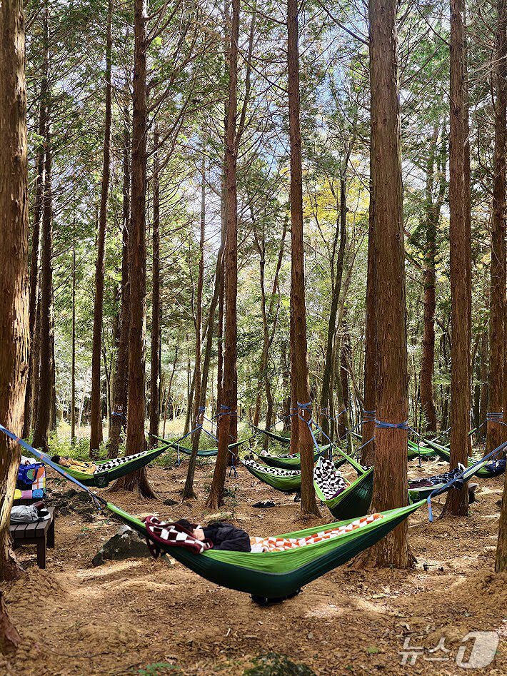 본문 이미지 - 지난달 29일 제주 서귀포시 호근동 서귀포 치유의 숲에서 진행된 '제주 오티움 투어 : 스타라이트(Jeju Otium Tour : Starlight) 현장.2025.11.29.(디어마이블루 제공)/뉴스1