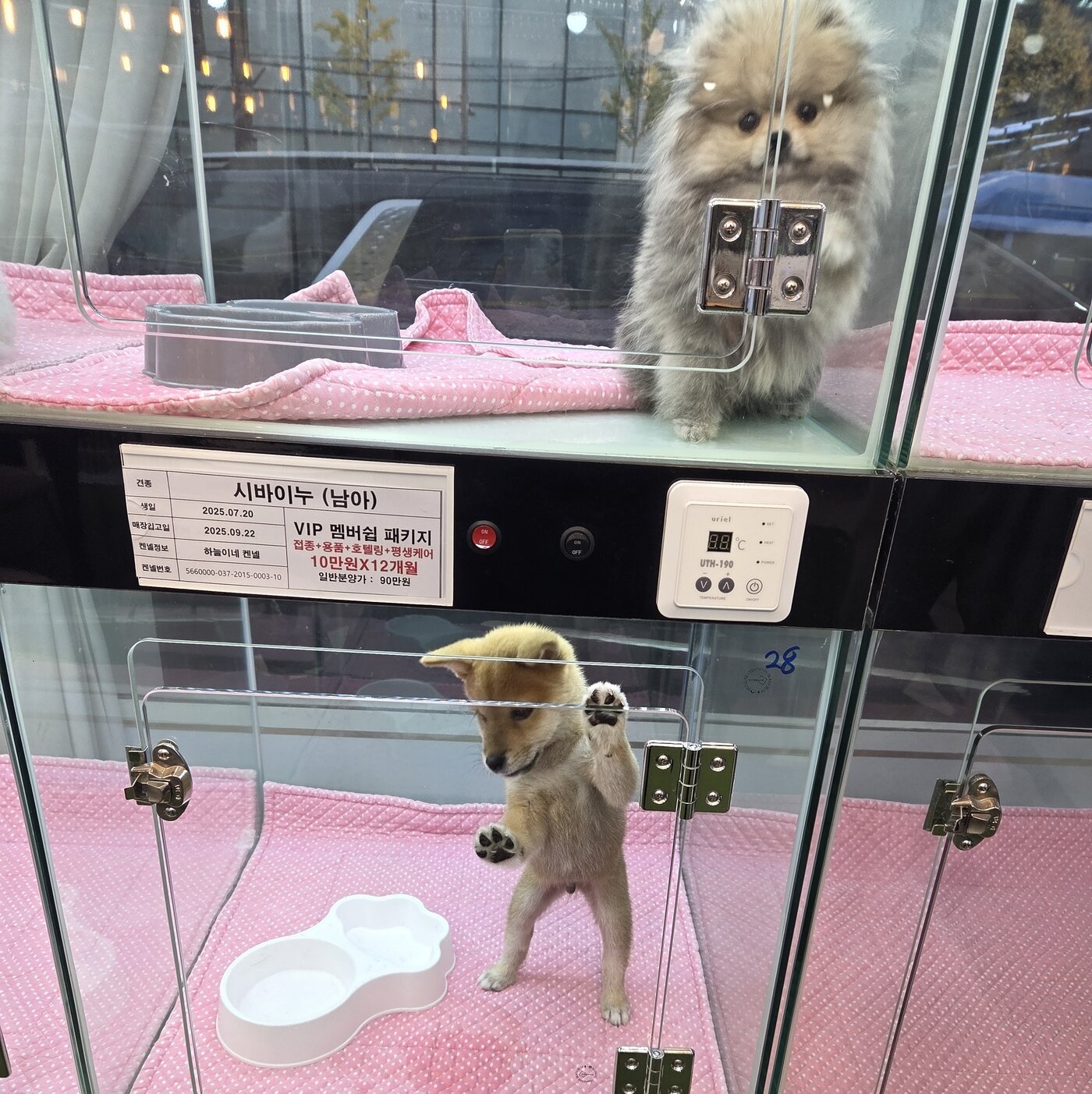 본문 이미지 - 고양시 민간동물보호시설로 신고된 A업체에 보호견 입양을 문의하자 펫숍 매장을 연결해 줬다. 사진은 해당 펫숍 내부에서 분양 중인 강아지들. ⓒ 뉴스1