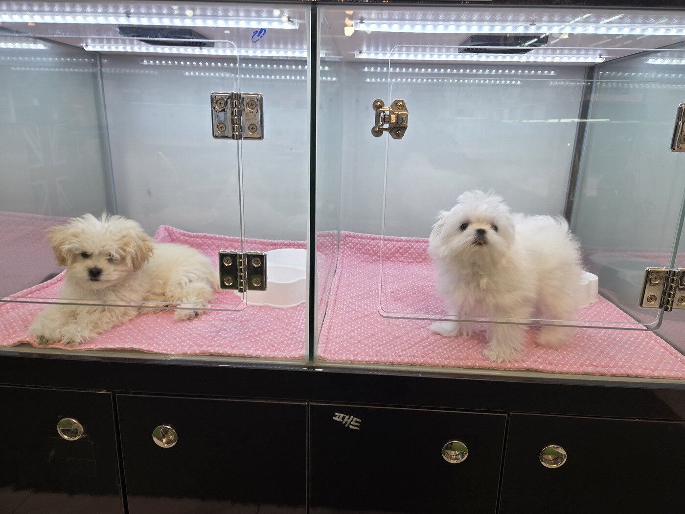 본문 이미지 - 고양시 민간동물보호시설에서 안내한 펫숍 전경 ⓒ 뉴스1