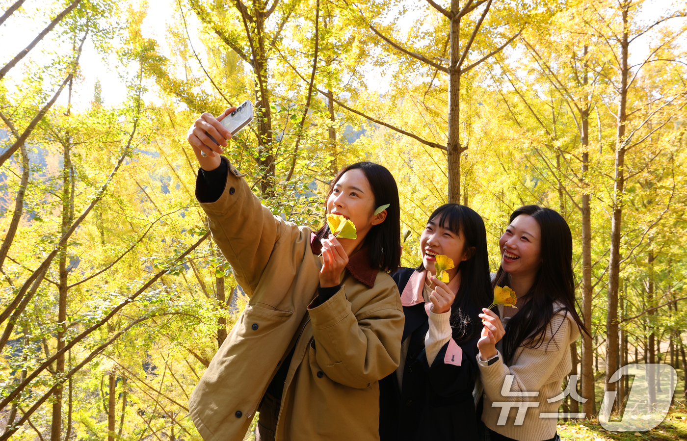 (용인=뉴스1) 김영운 기자 = 4일 경기 용인시 처인구 에버랜드 은행나무숲에 은행나무가 노랗게 물들어가고 있다.에버랜드는 오는 7일부터 10일까지 나흘간 에버랜드 정원 구독 서비 …