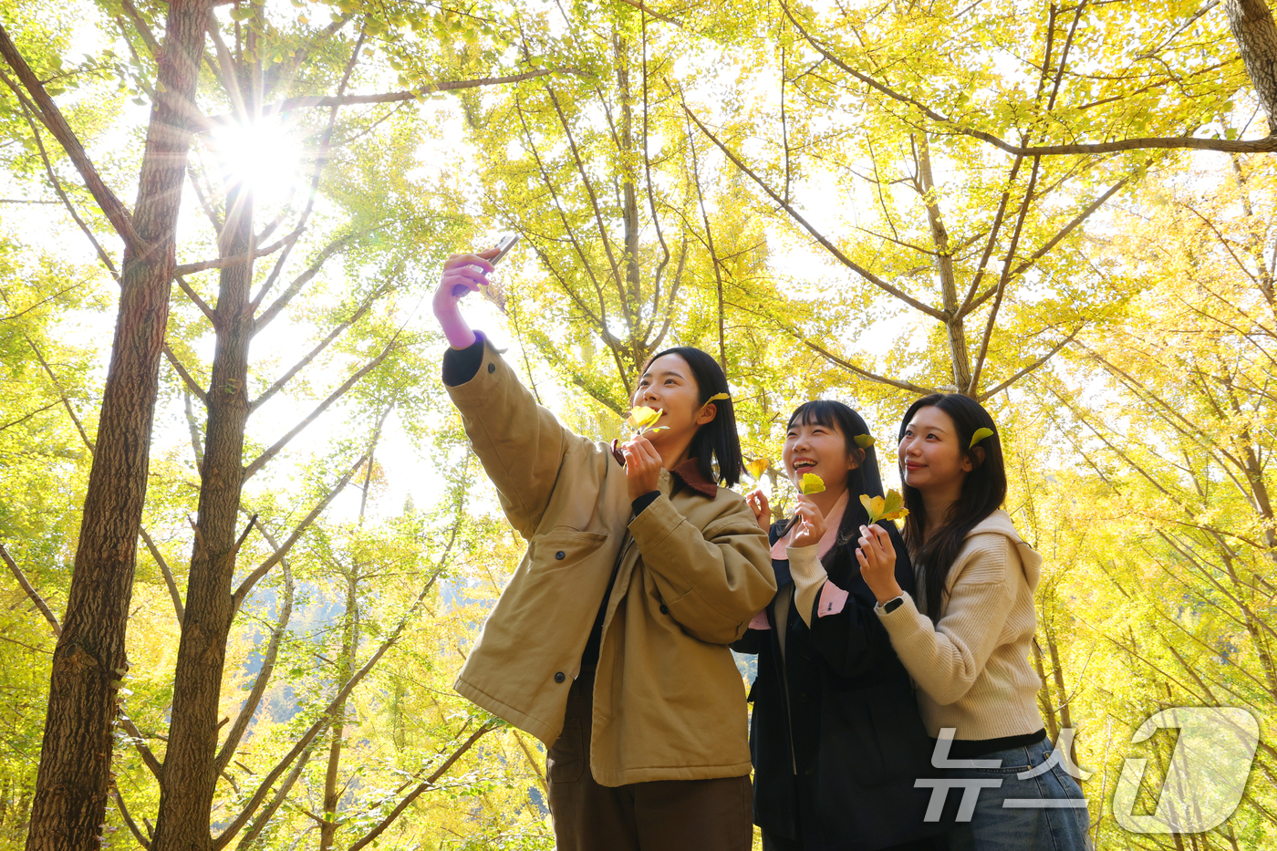 (용인=뉴스1) 김영운 기자 = 4일 경기 용인시 처인구 에버랜드 은행나무숲에 은행나무가 노랗게 물들어가고 있다.에버랜드는 오는 7일부터 10일까지 나흘간 에버랜드 정원 구독 서비 …