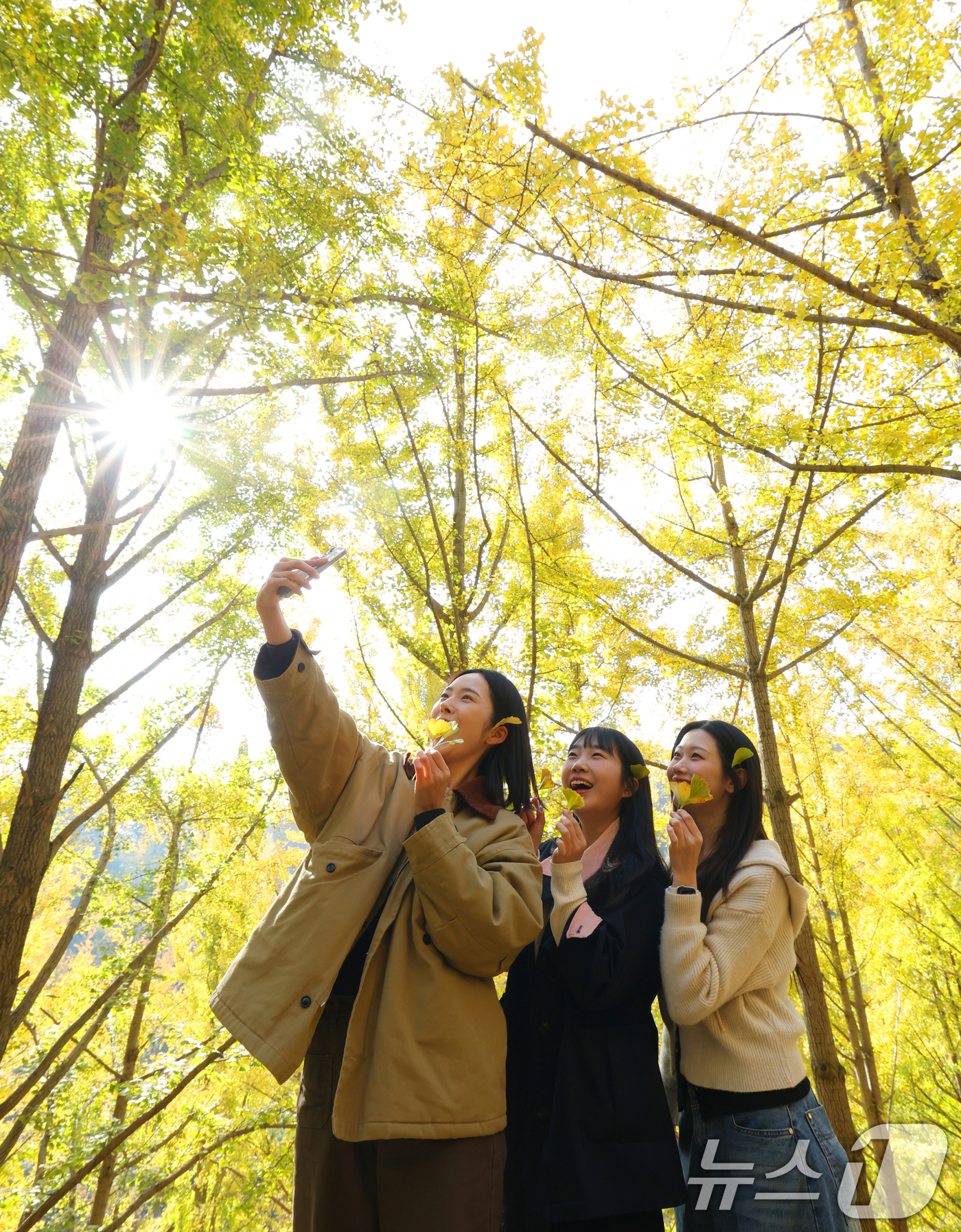 (용인=뉴스1) 김영운 기자 = 4일 경기 용인시 처인구 에버랜드 은행나무숲에 은행나무가 노랗게 물들어가고 있다.에버랜드는 오는 7일부터 10일까지 나흘간 에버랜드 정원 구독 서비 …