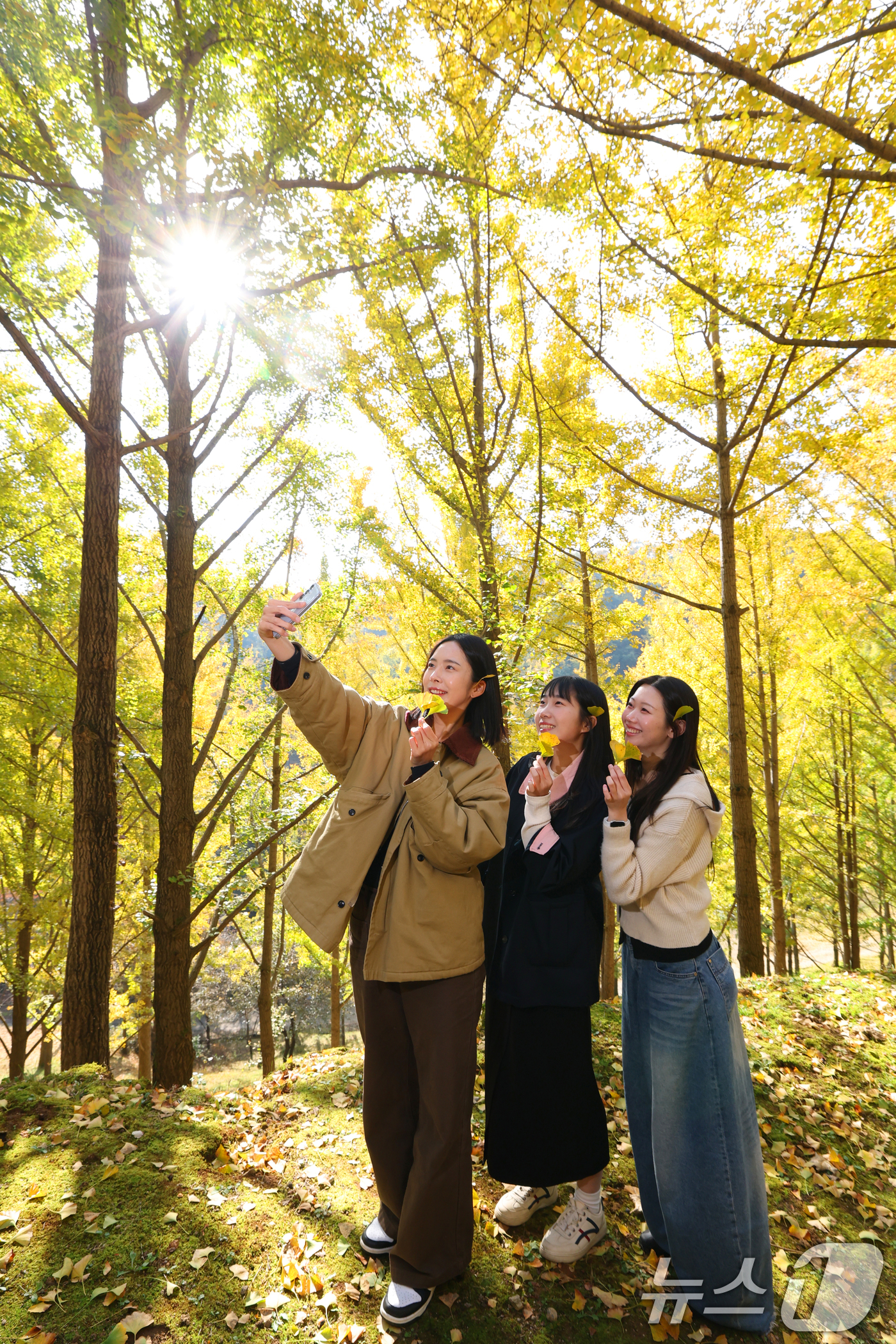 (용인=뉴스1) 김영운 기자 = 4일 경기 용인시 처인구 에버랜드 은행나무숲에 은행나무가 노랗게 물들어가고 있다.에버랜드는 오는 7일부터 10일까지 나흘간 에버랜드 정원 구독 서비 …