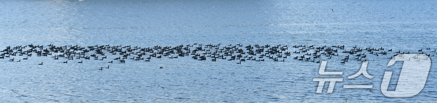 (포항=뉴스1) 최창호 기자 = 4일 경북 포항시 남구 열일읍 형산강에서 가마우지 떼가 먹잇감을 찾아 다니고 있다.  2025.11.4/뉴스1