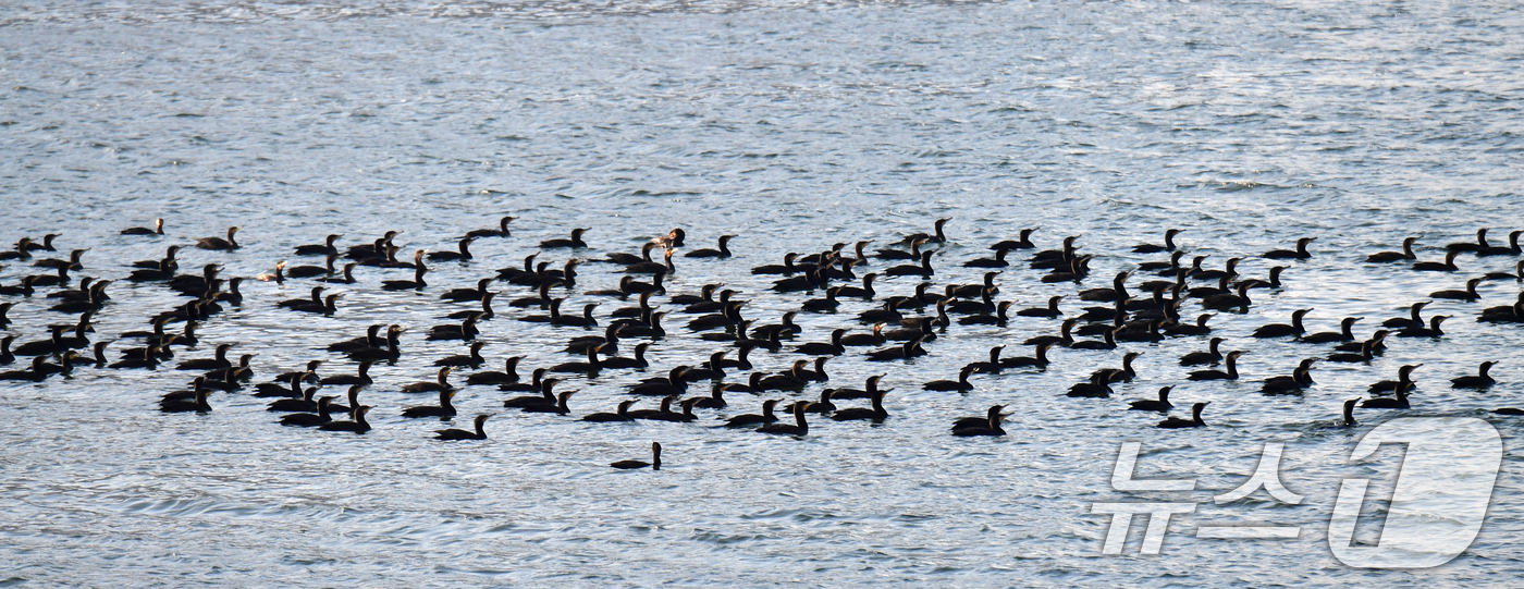 (포항=뉴스1) 최창호 기자 = 4일 경북 포항시 남구 열일읍 형산강에서 가마우지 떼가 먹잇감을 찾아 다니고 있다. 2025.11.4/뉴스1