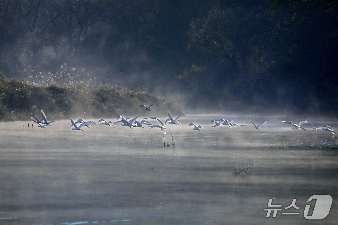 본문 이미지 - 김해 화포천 습지에서 관측된 저어새 무리.&#40;조명훈 작가 제공. 재판매 및 DB금지&#41;