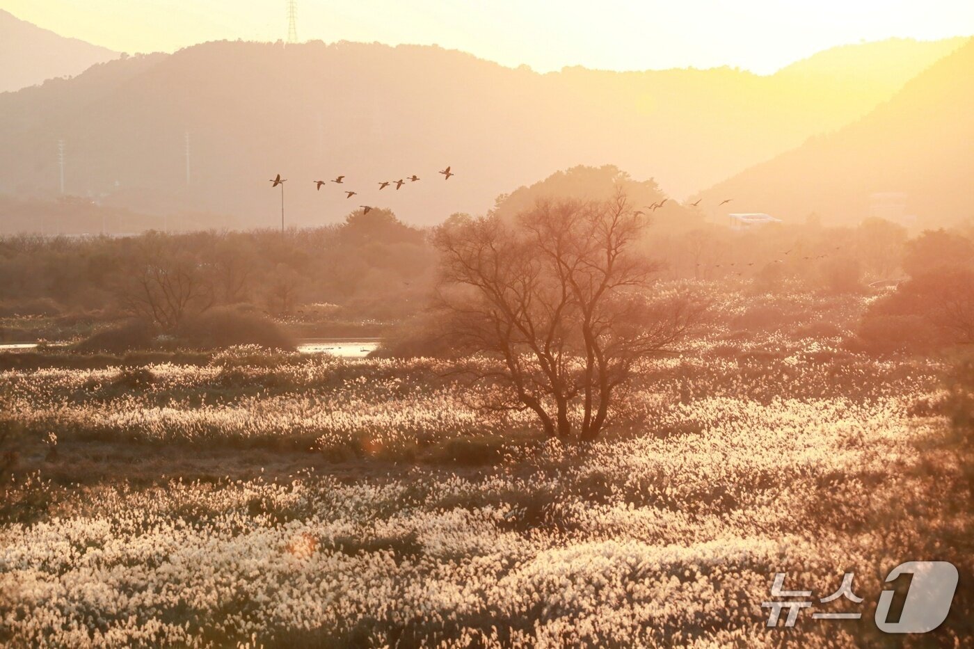 본문 이미지 - 김해 화포천 습지 물억새 군락.&#40;조명훈 작가 제공. 재판매 및 DB금지&#41;