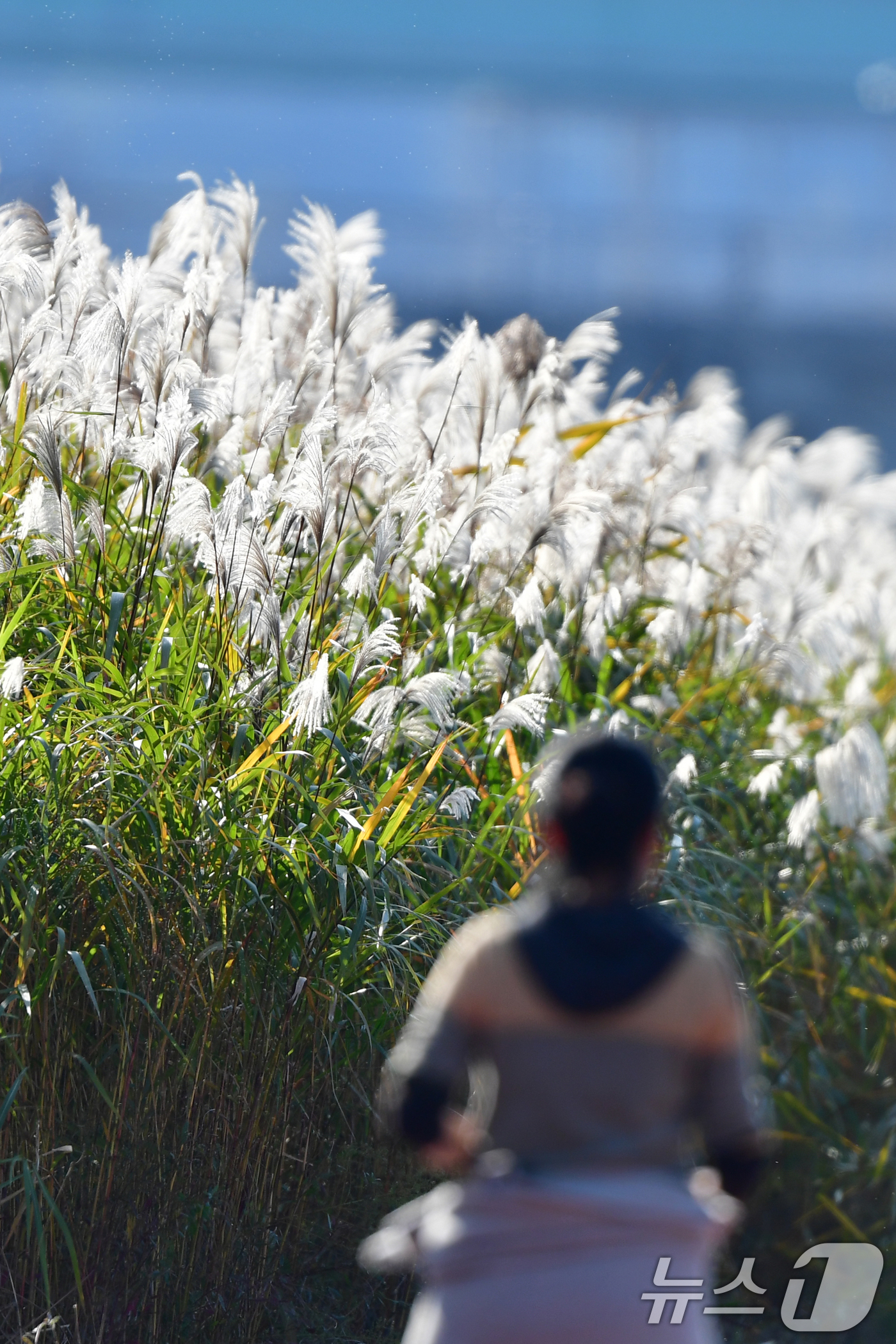 (포항=뉴스1) 최창호 기자 = 4일 오후 경북 포항시 남구 연일읍 형산강변에서 시민이 갈대밭 길을 따라 달리고 있다. 2025.11.4/뉴스1