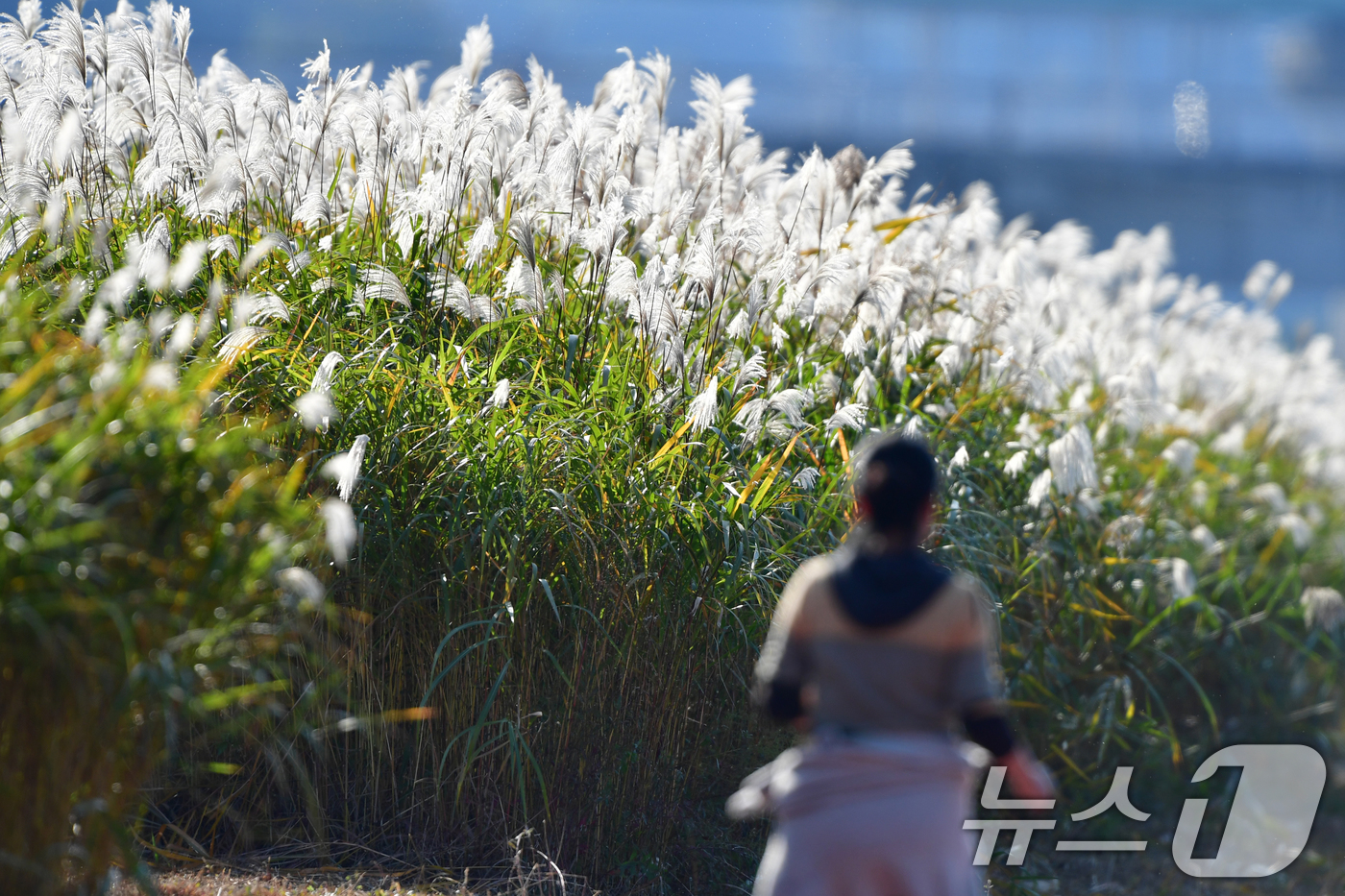 (포항=뉴스1) 최창호 기자 = 4일 오후 경북 포항시 남구 연일읍 형산강변에서 시민이 갈대밭 길을 따라 달리고 있다. 2025.11.4/뉴스1