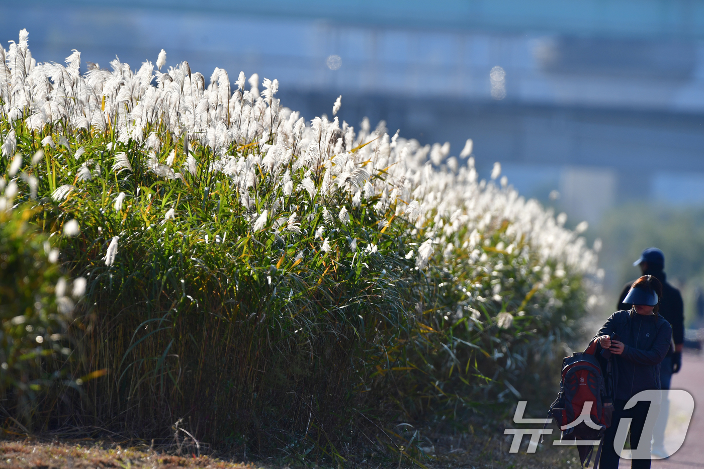 (포항=뉴스1) 최창호 기자 = 4일 오후 경북 포항시 남구 연일읍 형산강변에서 시민들이 갈대밭 길을 따라 걸어가고 있다. 2025.11.4/뉴스1