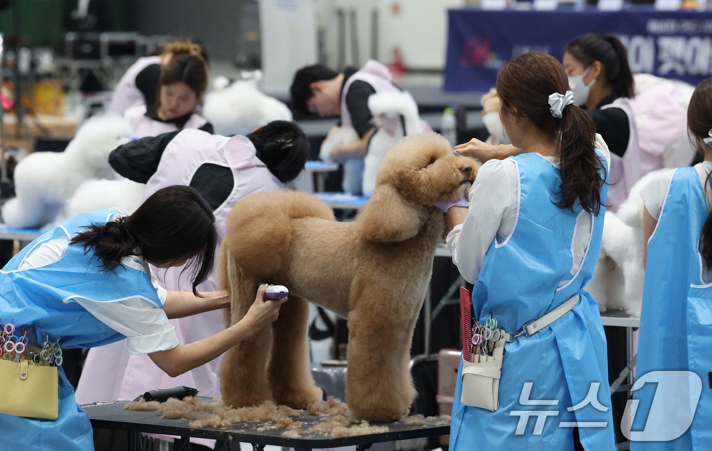 (수원=뉴스1) 김영운 기자 = 4일 경기 수원시 권선구 수원메쎄에서 열린 '제9회 리케이배 펫 아트 페스티벌'에서 반려동물 미용대회에 참가한 선수들이 기량을 뽐내고 있다. 202 …