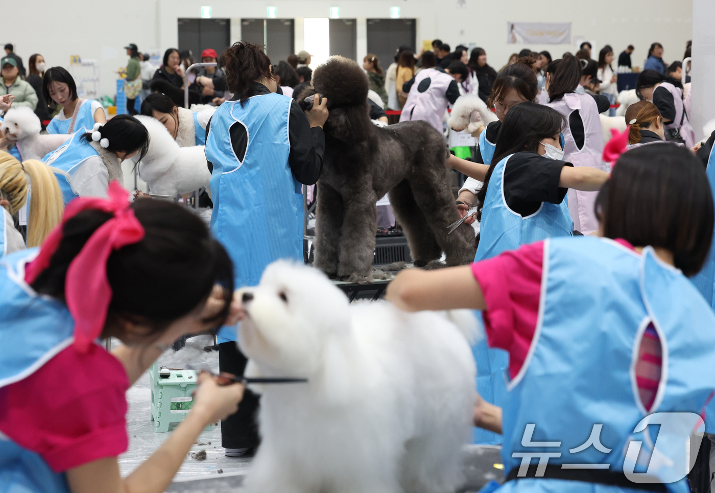 (수원=뉴스1) 김영운 기자 = 4일 경기 수원시 권선구 수원메쎄에서 열린 '제9회 리케이배 펫 아트 페스티벌'에서 반려동물 미용대회에 참가한 선수들이 기량을 뽐내고 있다. 202 …