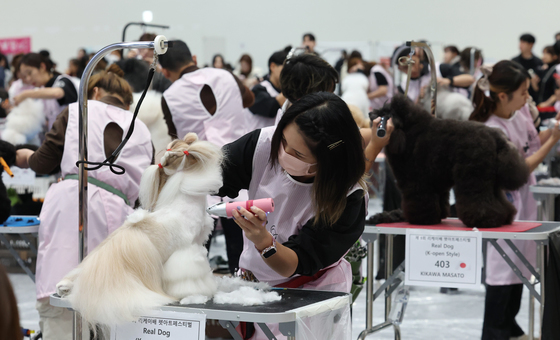 반려견 미용 콘테스트