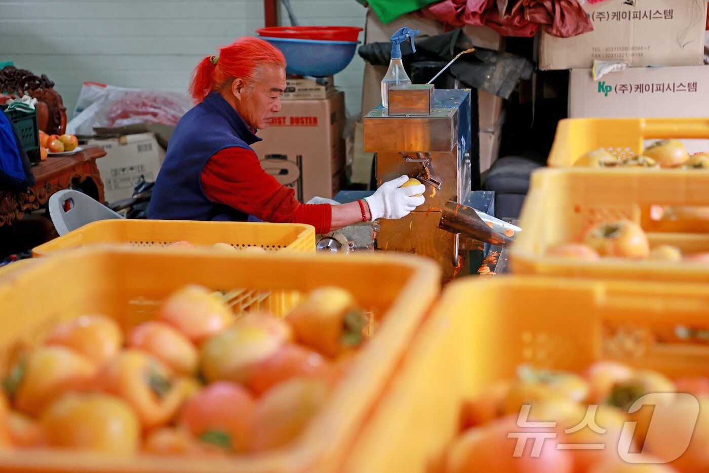 본문 이미지 - 충북 괴산군 연풍면의 한 농가에서 곶감을 만들기 위해 감을 깎고 있다.&#40;괴산군 제공&#41;/뉴스1 