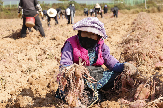 농진청 선도 관리 기술 적용 '한국 고구마' 태국 진출한다