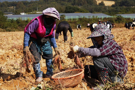 구황작물서 '기후 전략 작물'로…고구마, 식량안보 '대안'으로 부상