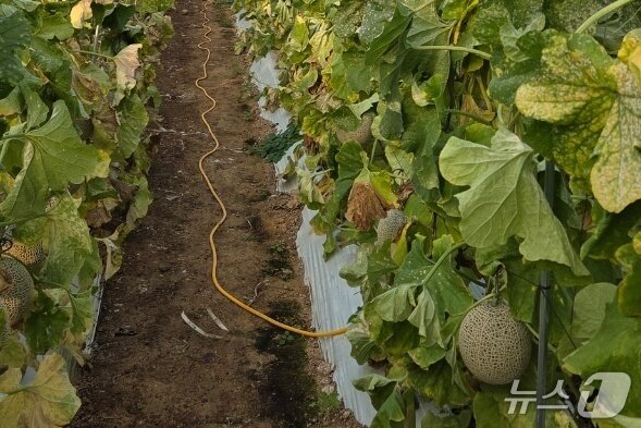 본문 이미지 -  음성군 대소면 삼정리 멜론 재배 시설 피해 모습.&#40;독자 제공. 재판매 및 DB금지&#41;/뉴스1