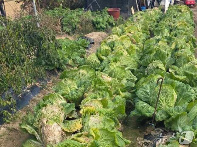 본문 이미지 -  음성군 대소면 화학물질 누출로 피해를 본 배추밭.&#40;음성군 제공. 재판매 및 DB금지&#41;/뉴스1