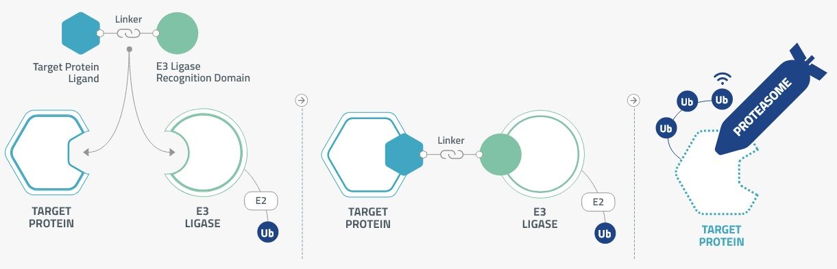 본문 이미지 - 유빅스테라퓨틱스가 구축한 TPD 플랫폼 '디그래듀서' 모식도.(유빅스테라퓨틱스 제공)/뉴스1
