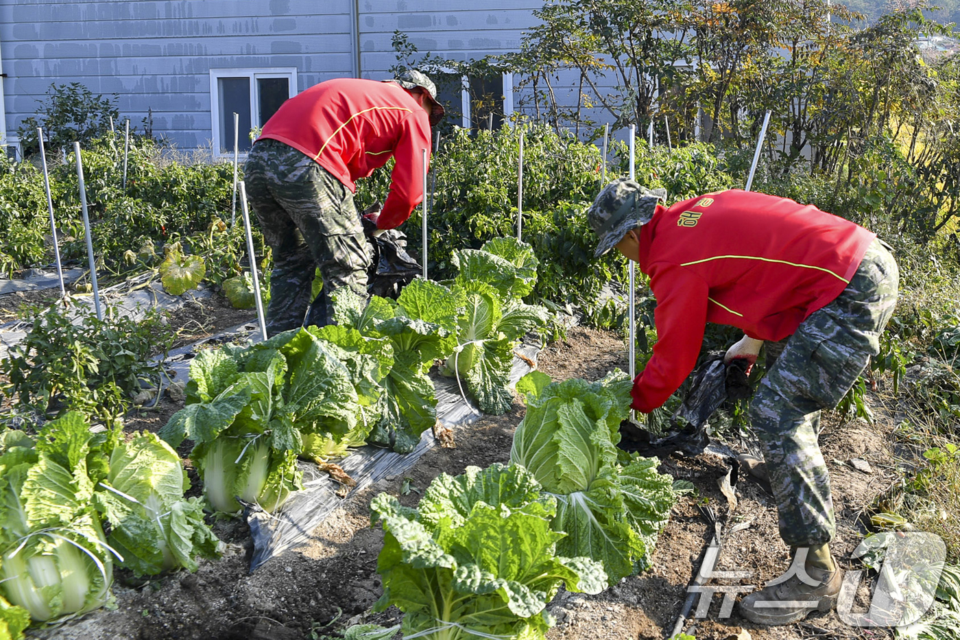(포항=뉴스1) 최창호 기자 = 5일 해병대 1사단 대원들이 경북 포항시 남구 구룡포 등 16개 읍면동에서 벼배기, 과수 수확 등 농촌일손돕기에 나섰다.해병대는 오는 7일까지 총 …