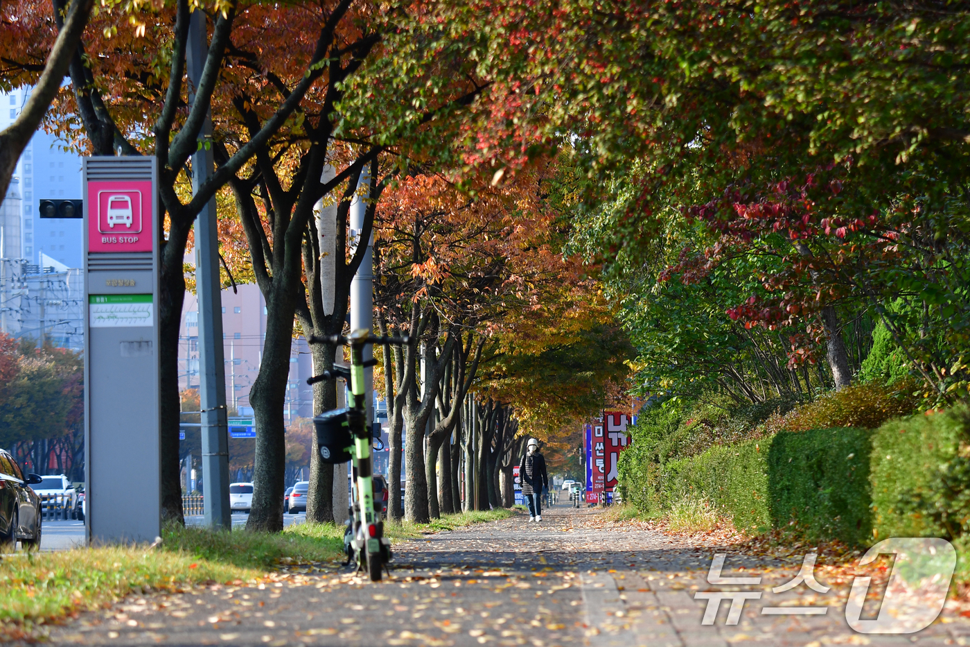 (포항=뉴스1) 최창호 기자 = 6일 오전 경북 포항시 남구 대잠동 도로에서 출근길 나선 시민이 낙엽을 밟으며 걸어가고 있다.  2025.11.6/뉴스1