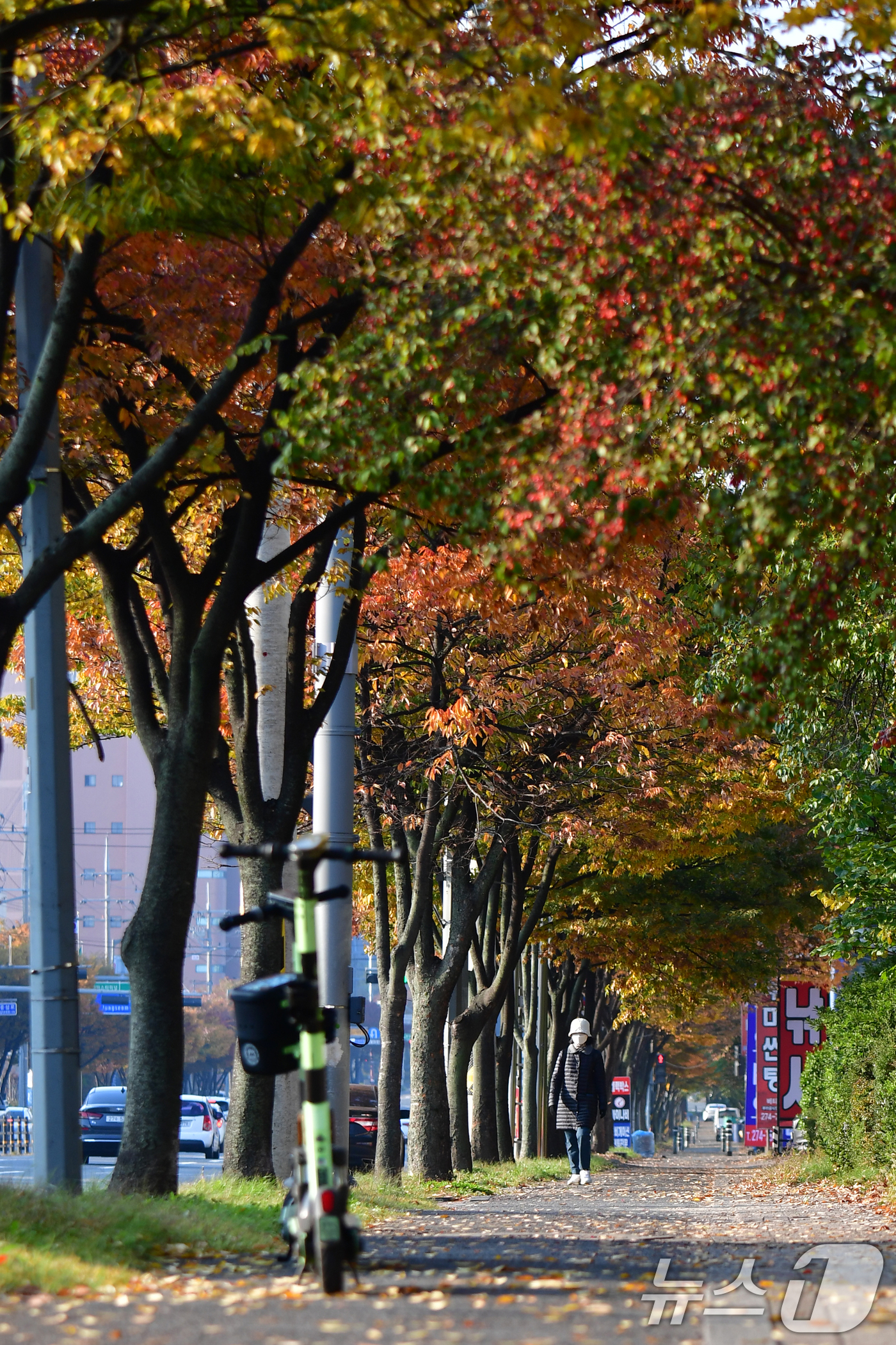 (포항=뉴스1) 최창호 기자 = 6일 오전 경북 포항시 남구 대잠동 도로에서 출근길 나선 시민이 낙엽을 밟으며 걸어가고 있다. 2025.11.6/뉴스1