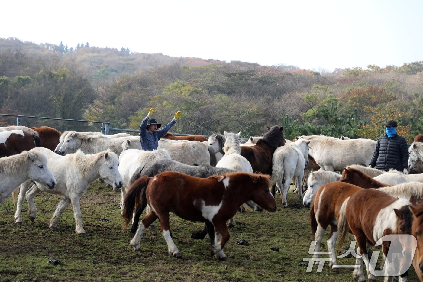 본문 이미지 - 6일 오전 산간도로인 제주시 5·16도로변 마 방목지에서 '말테우리'들이 소리를 치거나 손뼉을 치며 천연기념물인 '제주마'를 몰고 있다.   2025.11.6/뉴스1 ⓒ News1 고동명 기자
