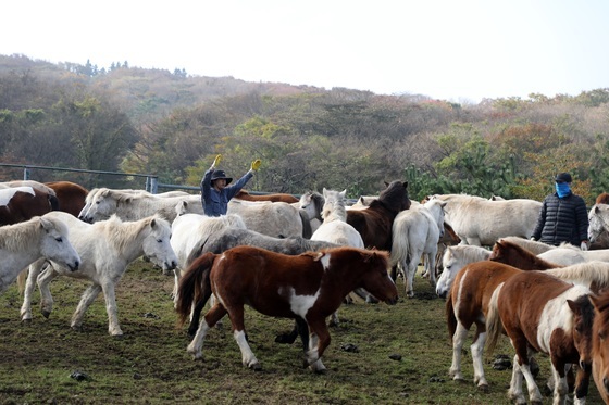 [오늘의 날씨] 제주(15일, 일)…밤부터 미세먼지 '나쁨'