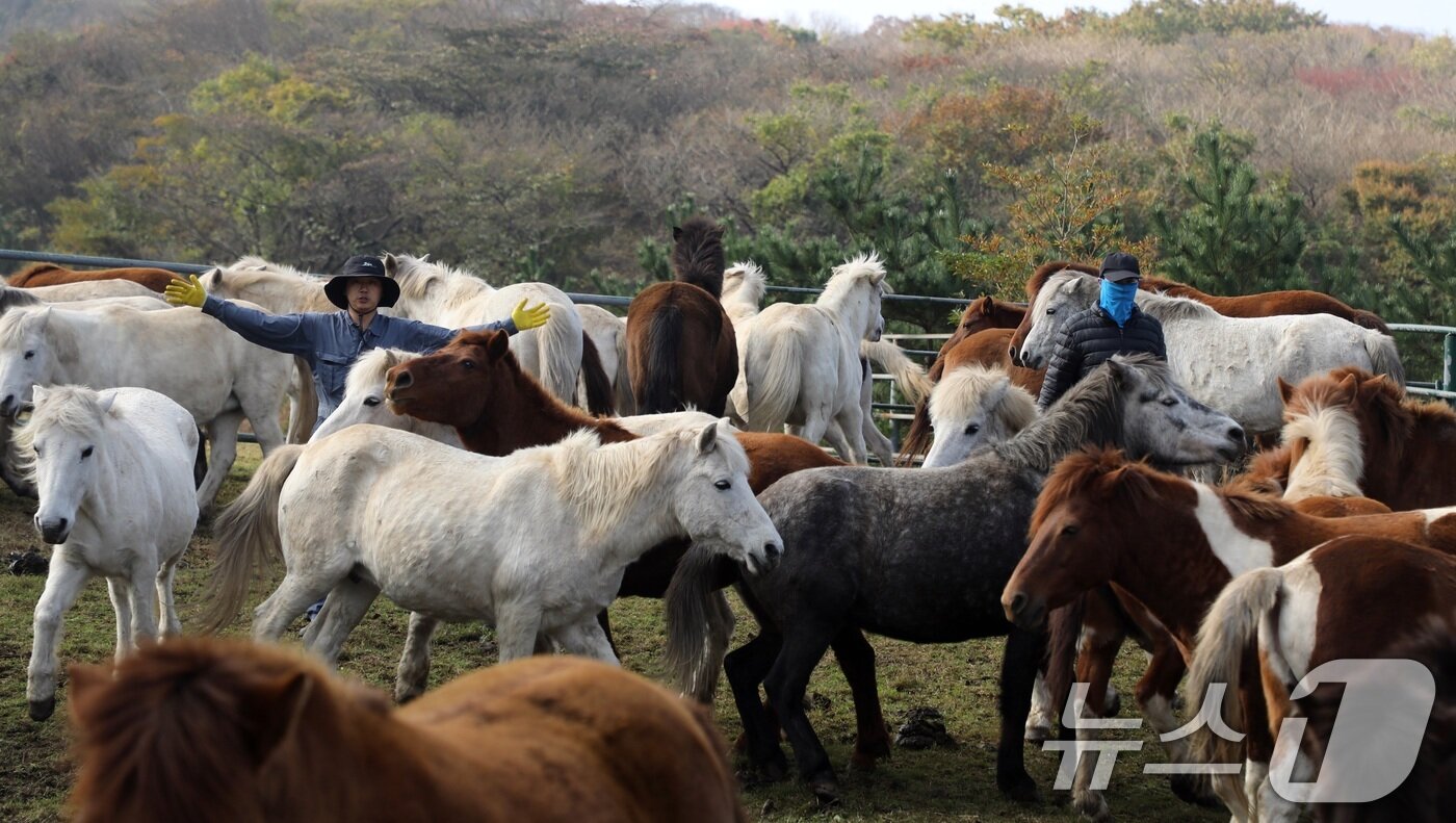 본문 이미지 - 6일 오전 산간도로인 제주시 5·16도로변 마 방목지에서 '말테우리'들이 소리를 치거나 손뼉을 치며 천연기념물인 '제주마'를 몰고 있다.  2025.11.6/뉴스1 ⓒ News1 고동명 기자