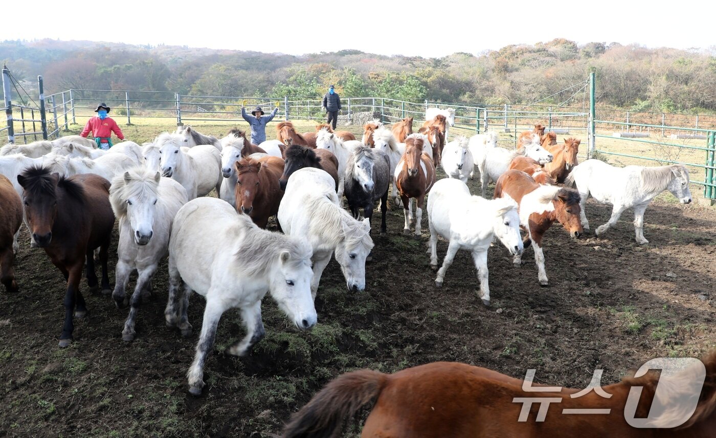 본문 이미지 - 6일 오전 산간도로인 제주시 5·16도로변 마 방목지에서 '말테우리'들이 소리를 치거나 손뼉을 치며 천연기념물인 '제주마'를 몰고 있다.  2025.11.6/뉴스1 ⓒ News1 고동명 기자