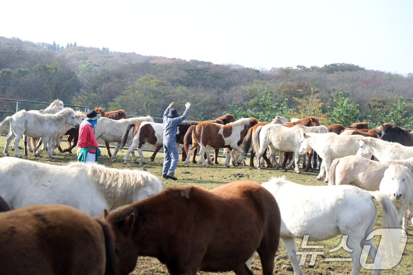 본문 이미지 - 6일 오전 산간도로인 제주시 5·16도로변 마 방목지에서 '말테우리'들이 소리를 치거나 손뼉을 치며 천연기념물인 '제주마'를 몰고 있다.   2025.11.6/뉴스1 ⓒ News1 고동명 기자