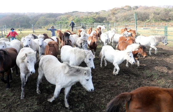 [뉴스1 PICK] 천연기념물 제주마 '겨울나기 준비'